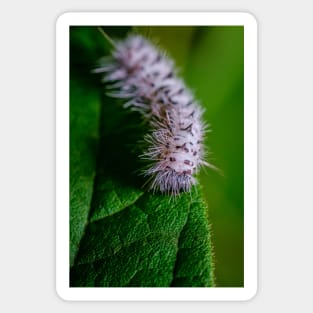 Black and White Caterpillar Macro Photo. Hickory Tussock Moth Caterpillar. Sticker